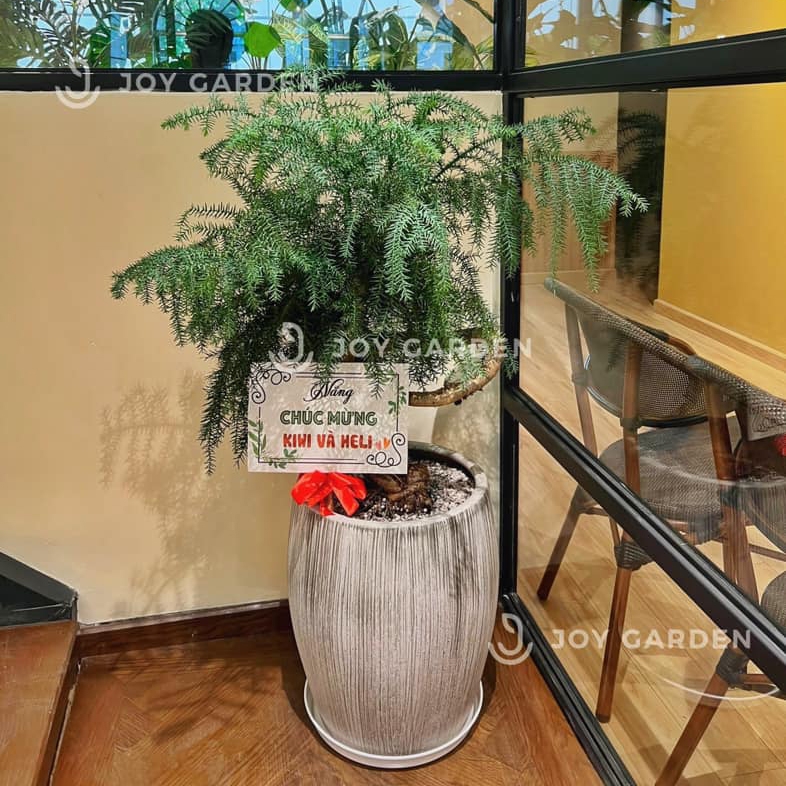 Tùng bồng lai [Chậu xám lớn]