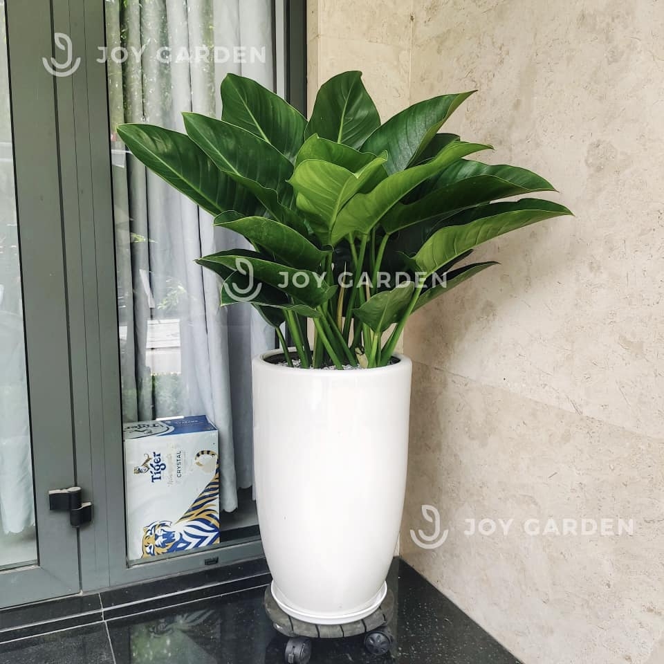 Đế vương xanh [Chậu ly trắng]