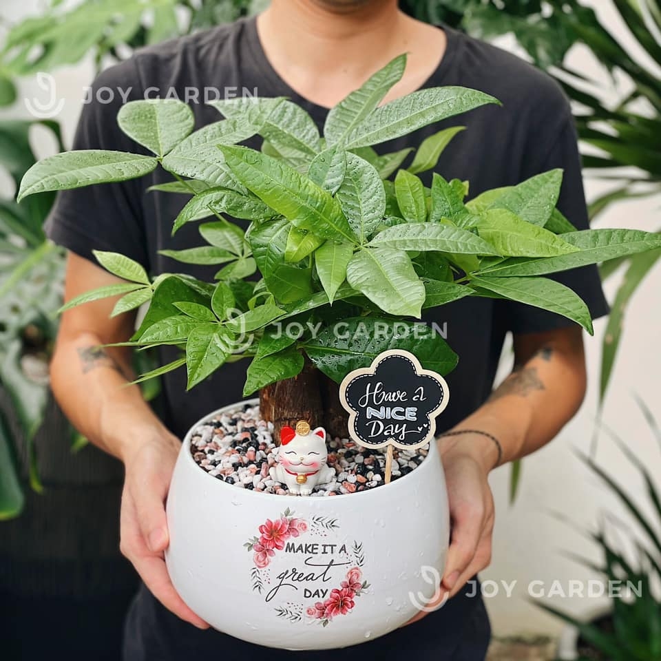 Kim ngân 3 củ [Chậu D18]