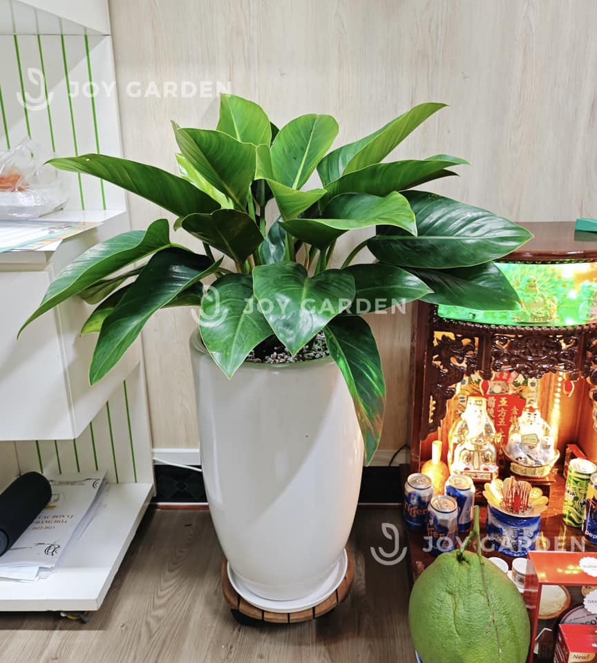 Đế vương xanh [Chậu ly trắng]