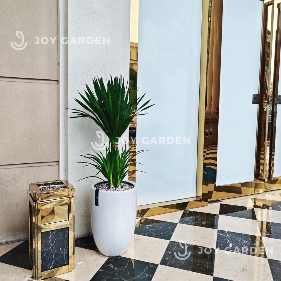 Phát Tài Núi cổ thụ [Chậu ly trắng]