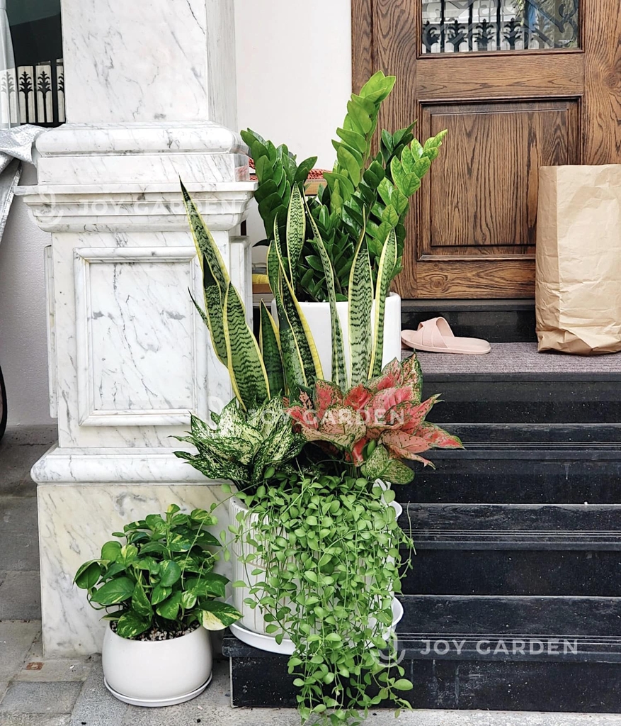 [Combo Ban công] Trong Lành