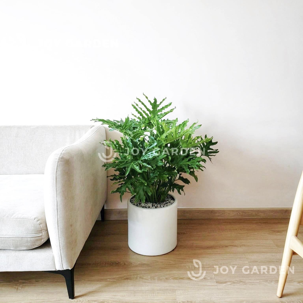 Trầu bà thanh xuân [Chậu T28]