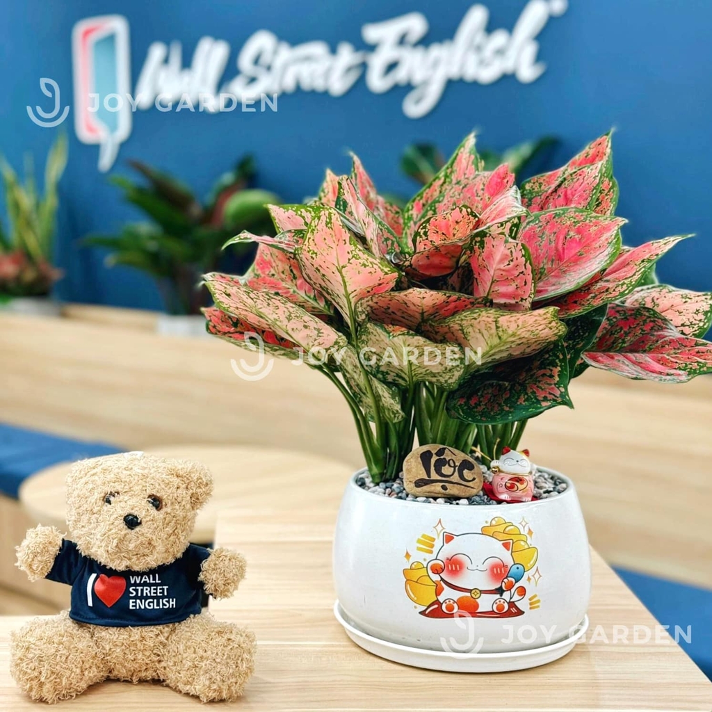 Vạn lộc Chiêu Tài [Chậu D18]