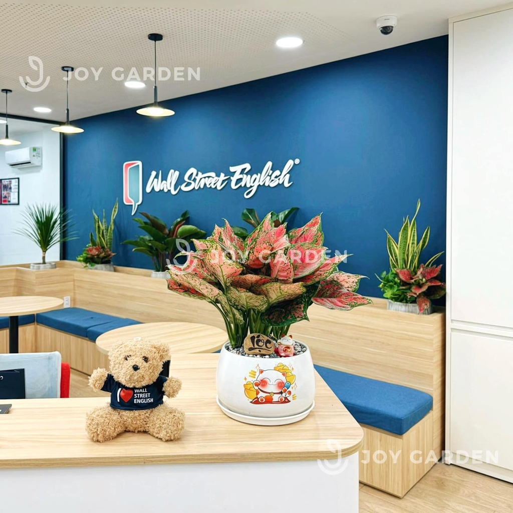 Vạn lộc Chiêu Tài [Chậu D18]