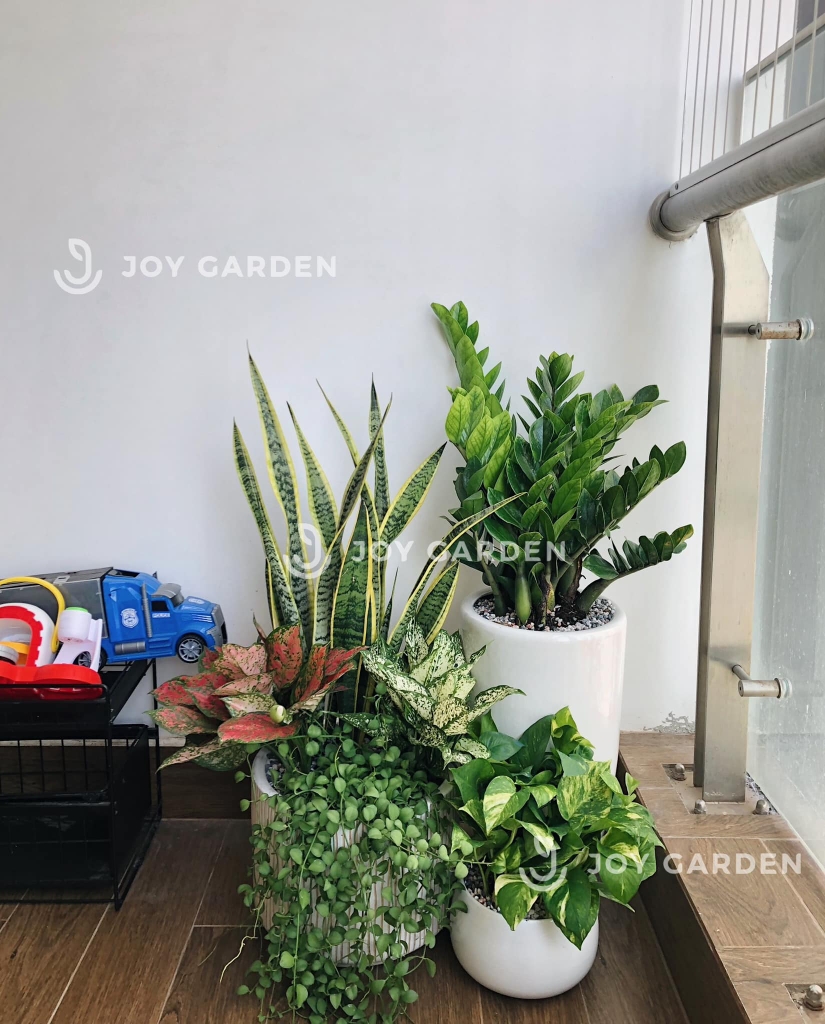 [Combo Ban công] Trong Lành