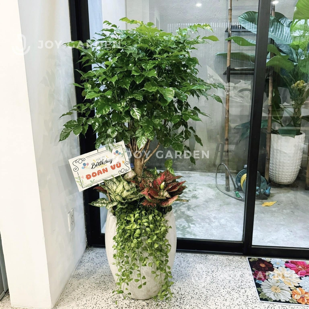 Set Hạnh phúc Sung túc