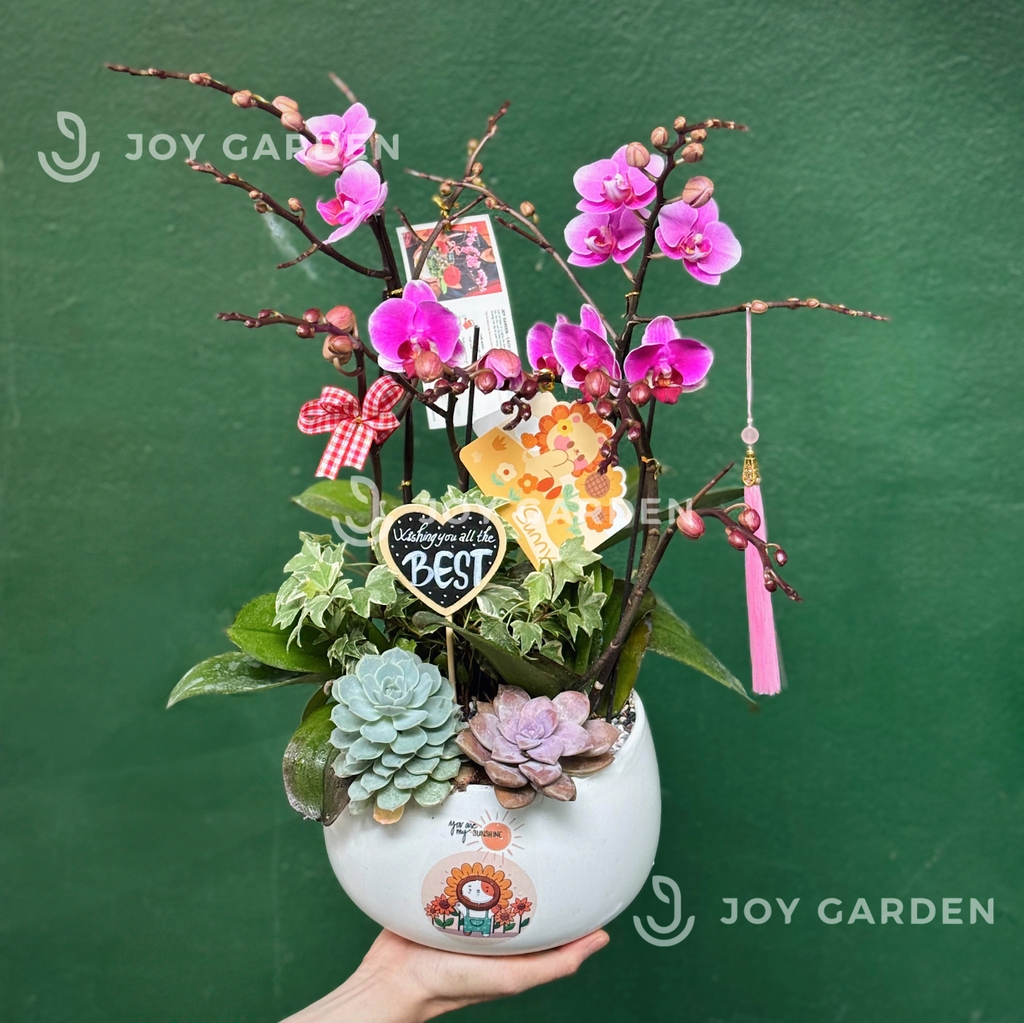 Tiểu Hồ điệp tím [Chậu D18]