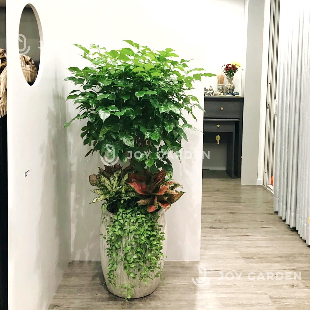 Set Hạnh phúc Sung túc