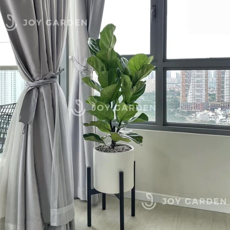 Bàng sing [Chậu Trụ 28]