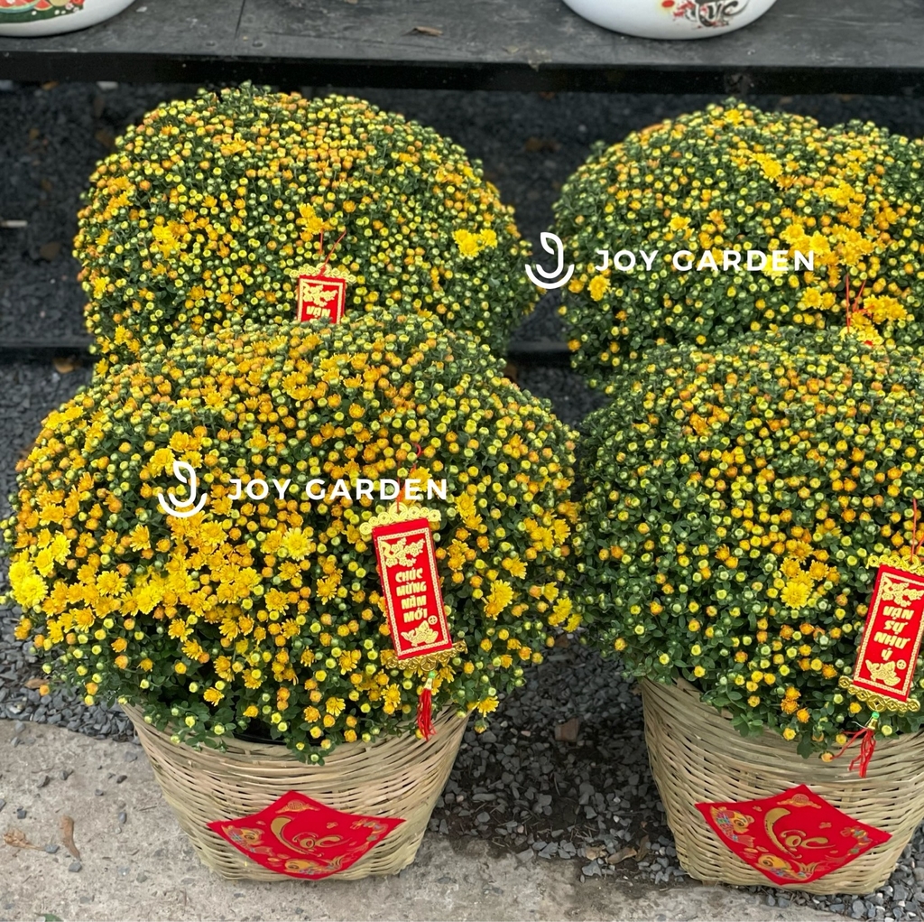 Cúc Mâm Xôi [Giỏ Tre]