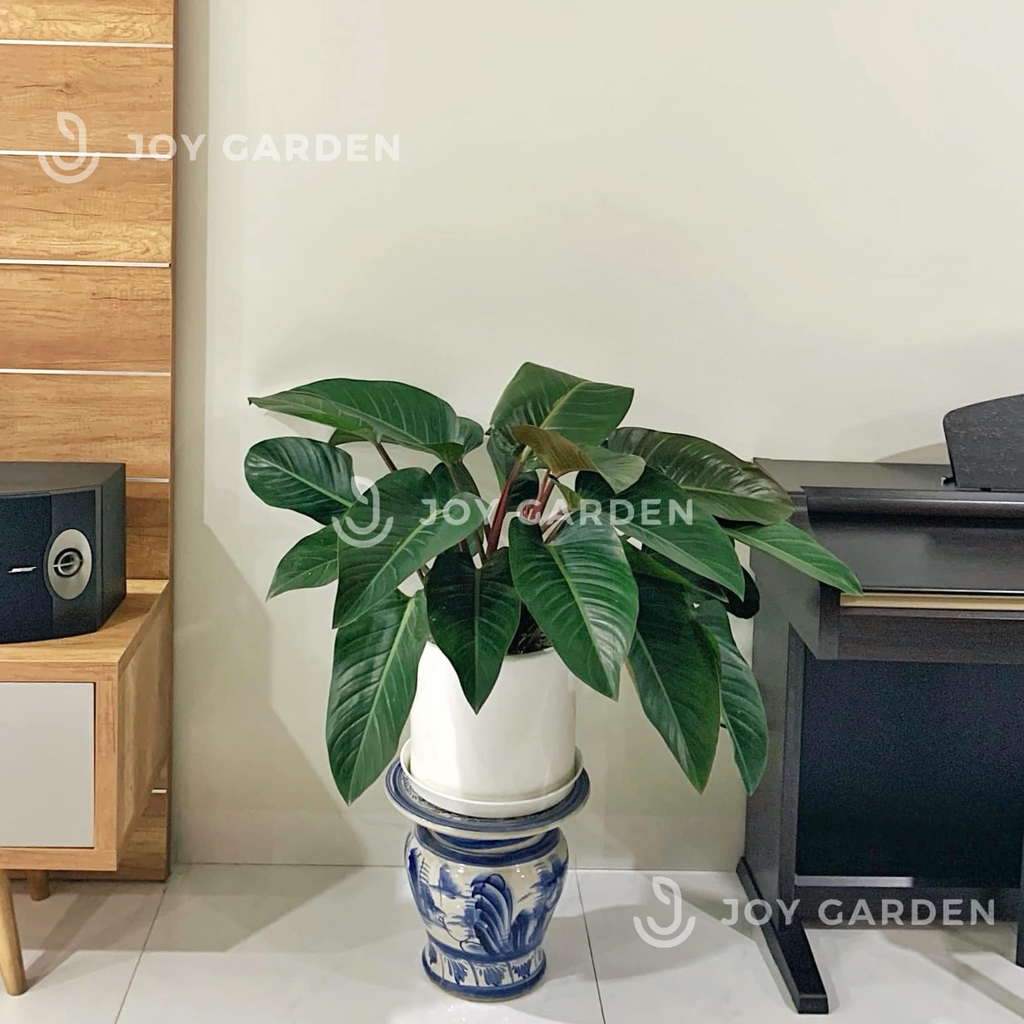 Đế vương đỏ [Chậu T28]