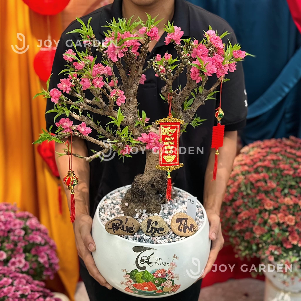 Đào Thất Thốn [D24]