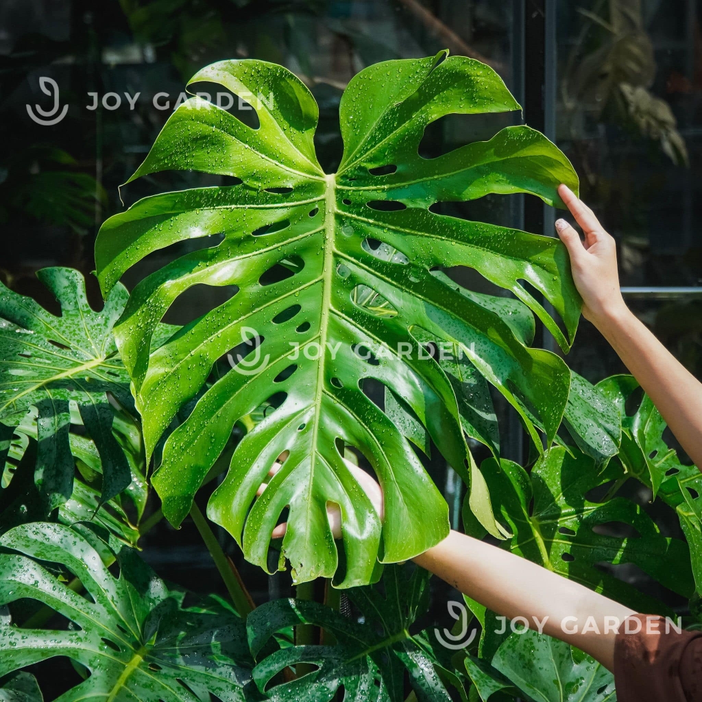 Monstera [size 140] Chậu nhựa