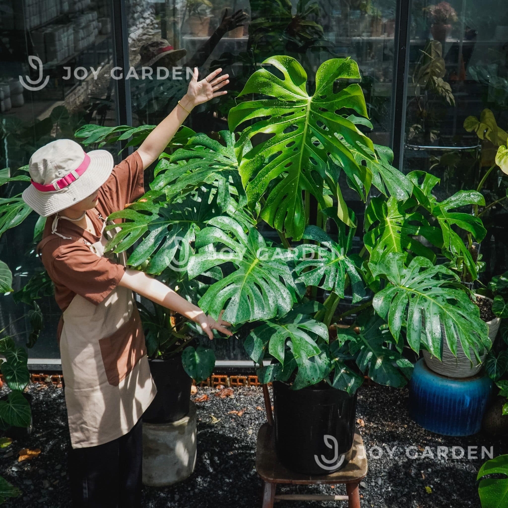 Monstera [size 140] Chậu nhựa