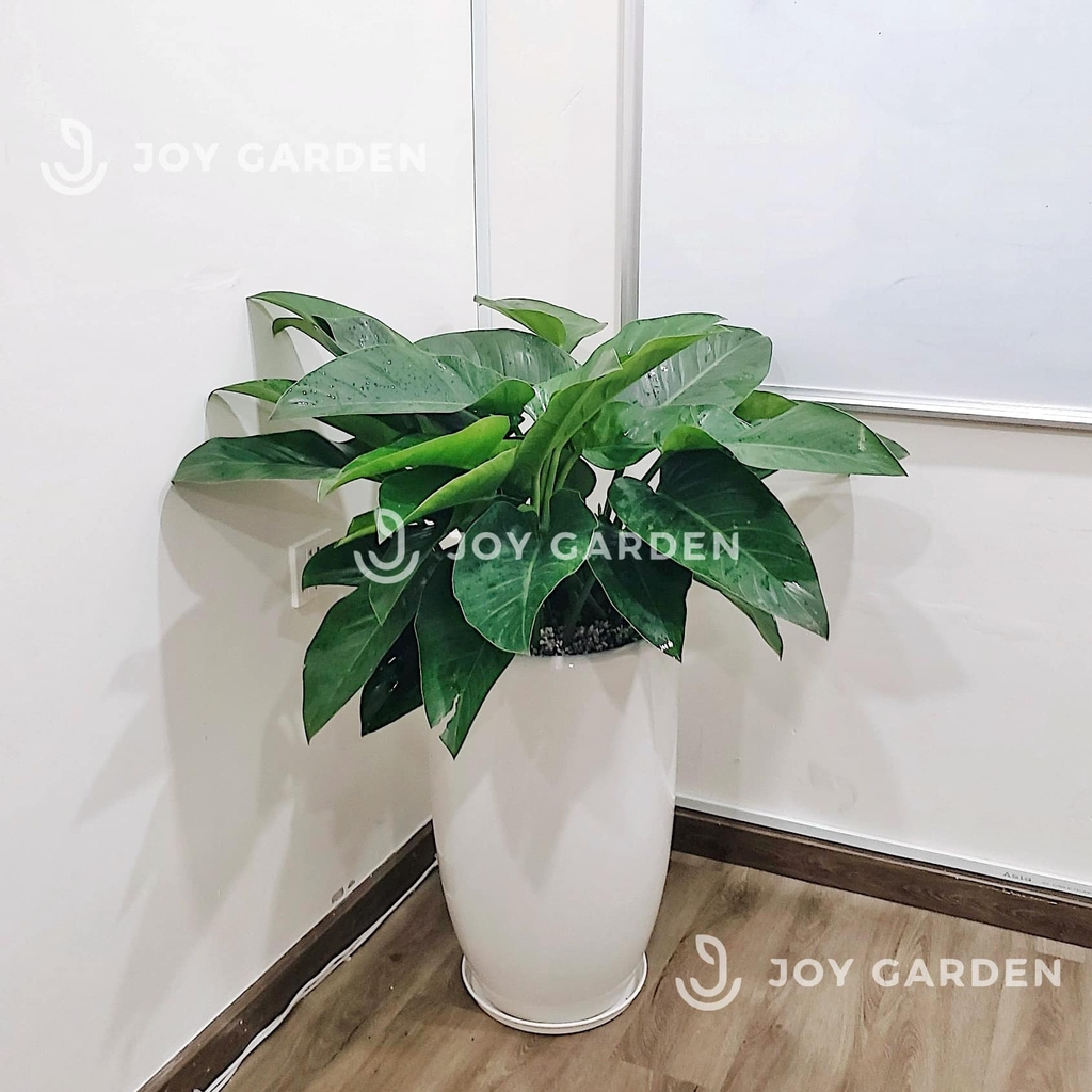 Đế vương xanh [Chậu ly trắng]