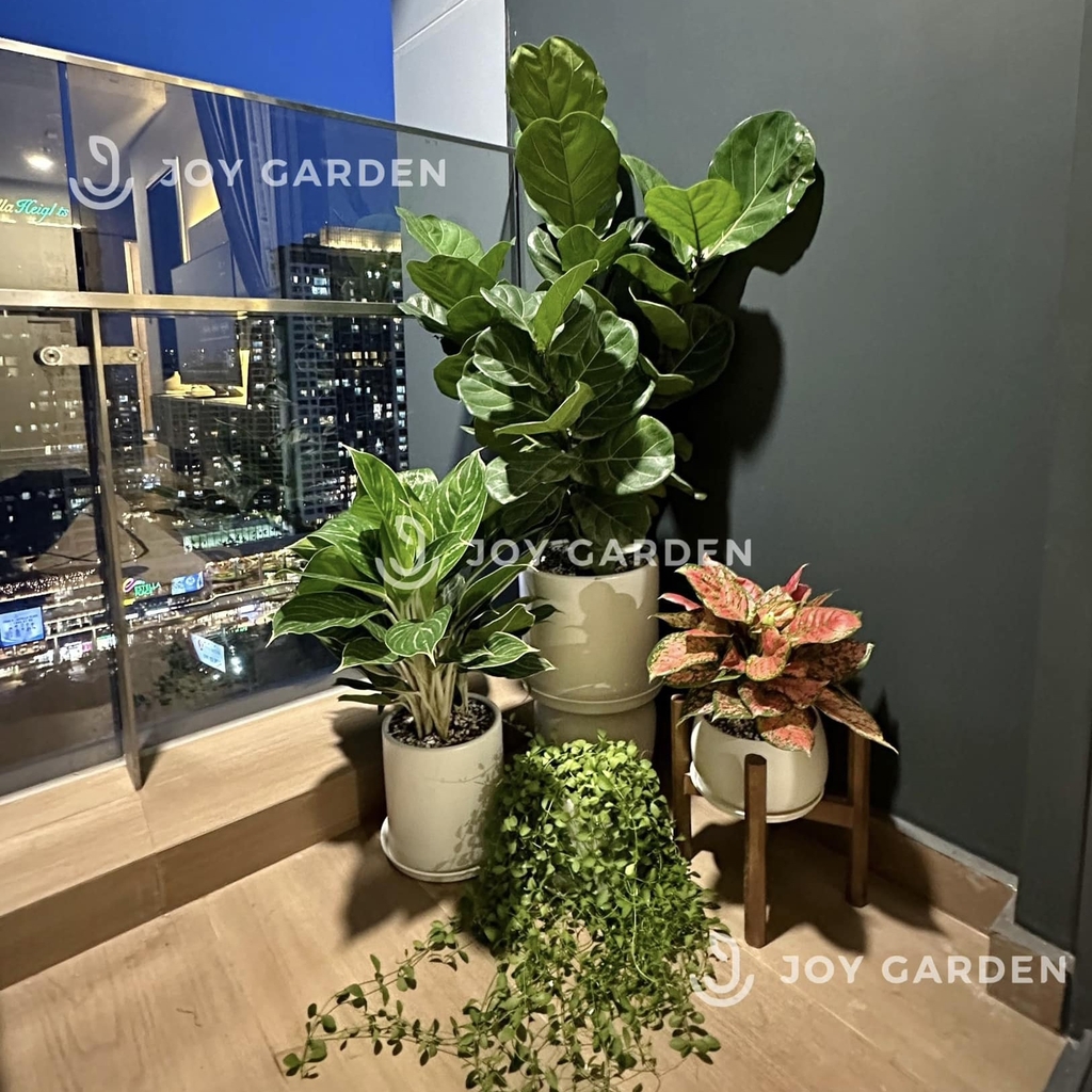 [Combo Ban công] Đủ Đầy