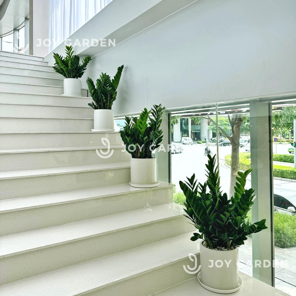 Kim tiền [Chậu T28]