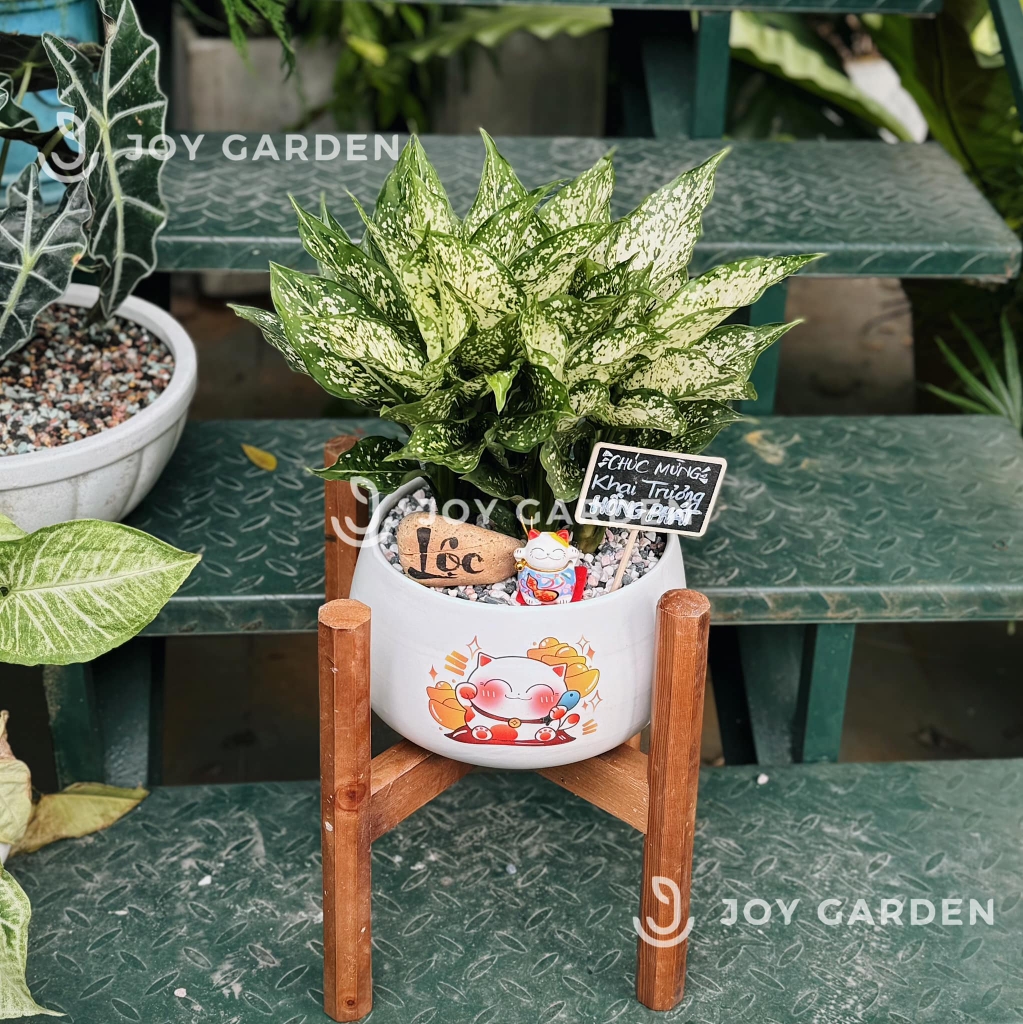 Ngọc ngân Chiêu Tài [Chậu D18]