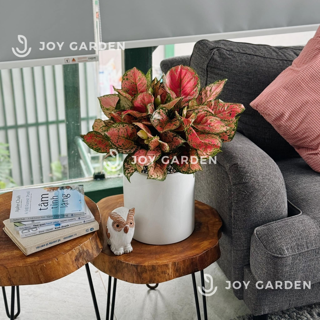 Vạn lộc lớn [Chậu T22]