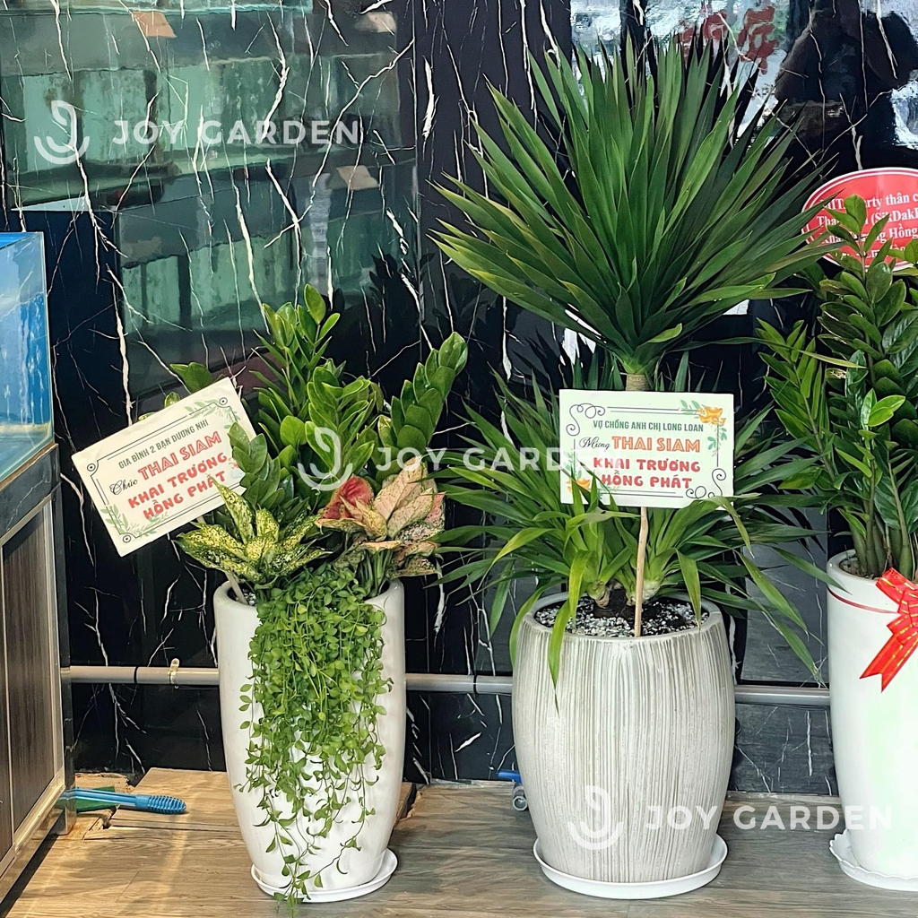 Phát tài núi [Chậu xám lớn]