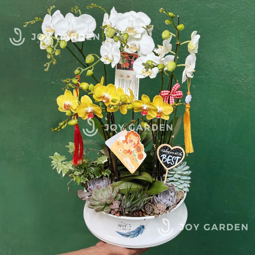 Tiểu Hồ Điệp mix Trắng Vàng [Chậu dáng nhật]