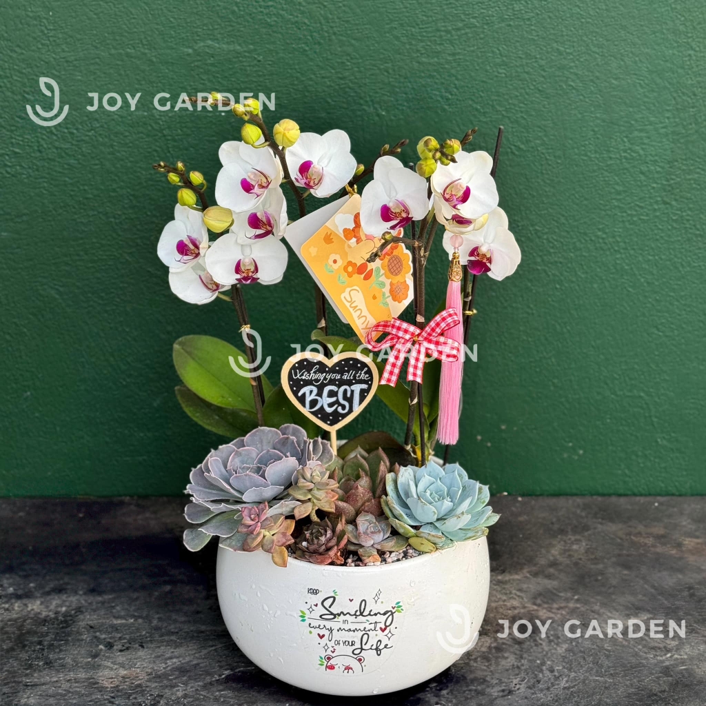 Tiểu Hồ điệp trắng [Chậu D18]