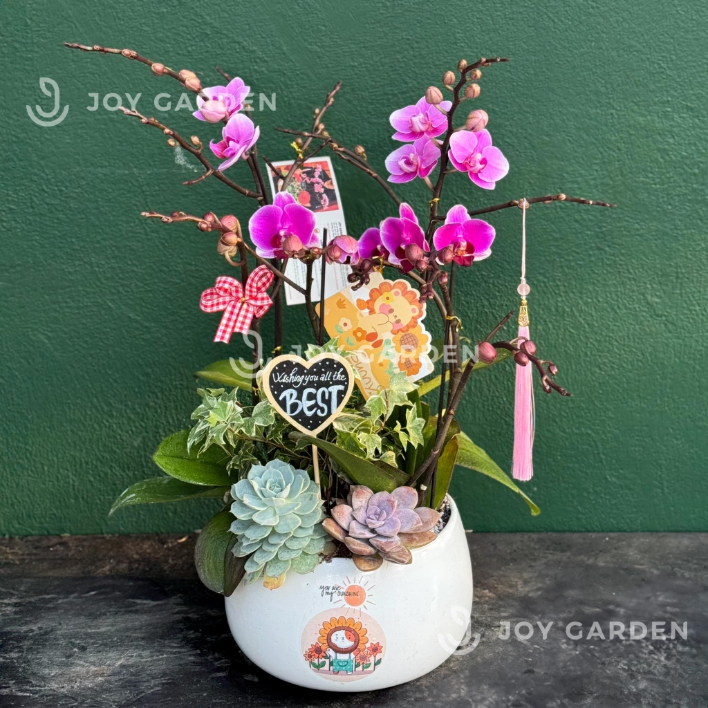 Tiểu Hồ điệp tím [Chậu D18]