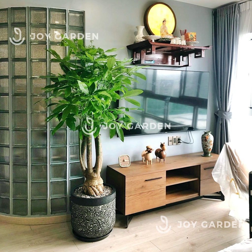 Kim ngân Phúc Lộc Thọ [Chậu Composite]