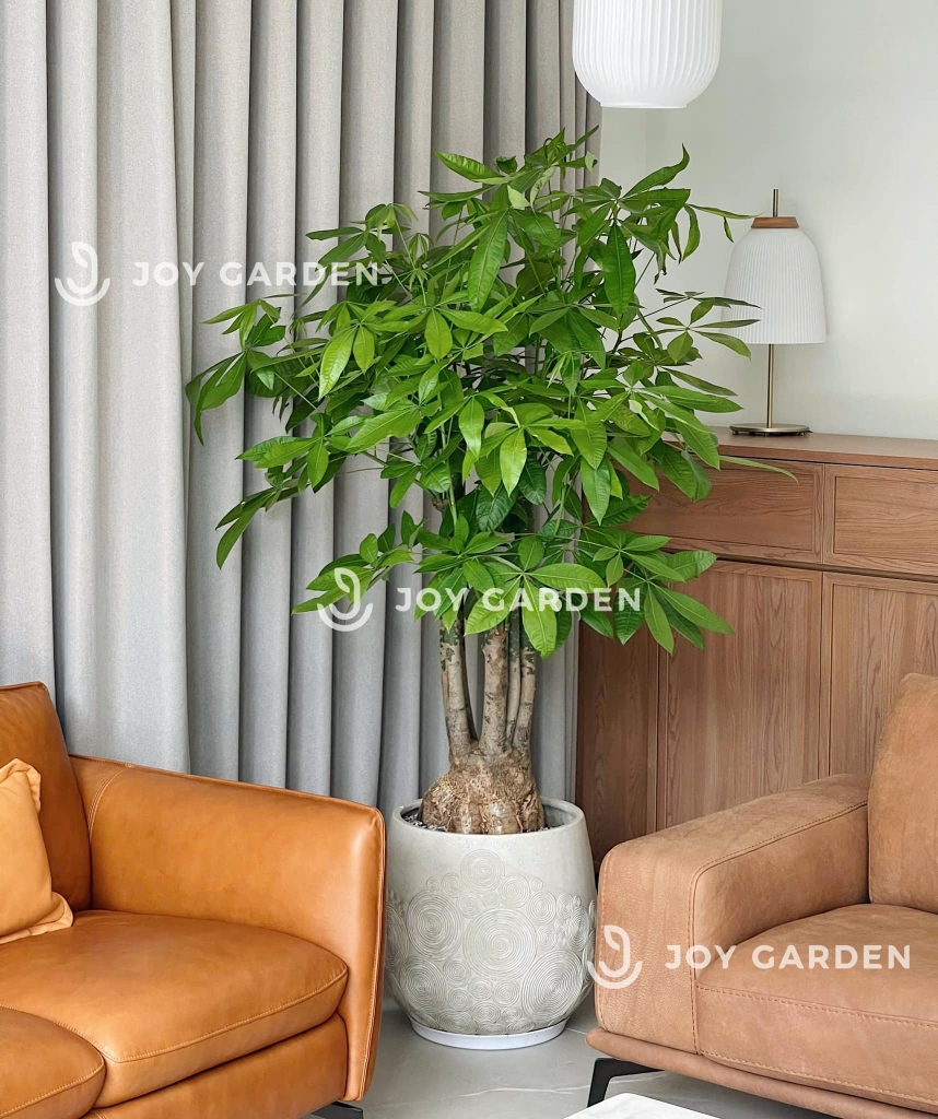 Kim ngân Phúc Lộc Thọ [Chậu Composite]