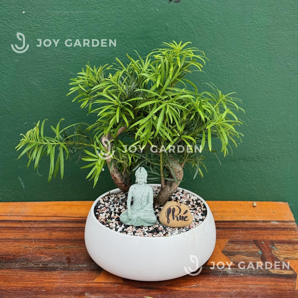 Chậu Hạt dẻ lùn (D23H12)