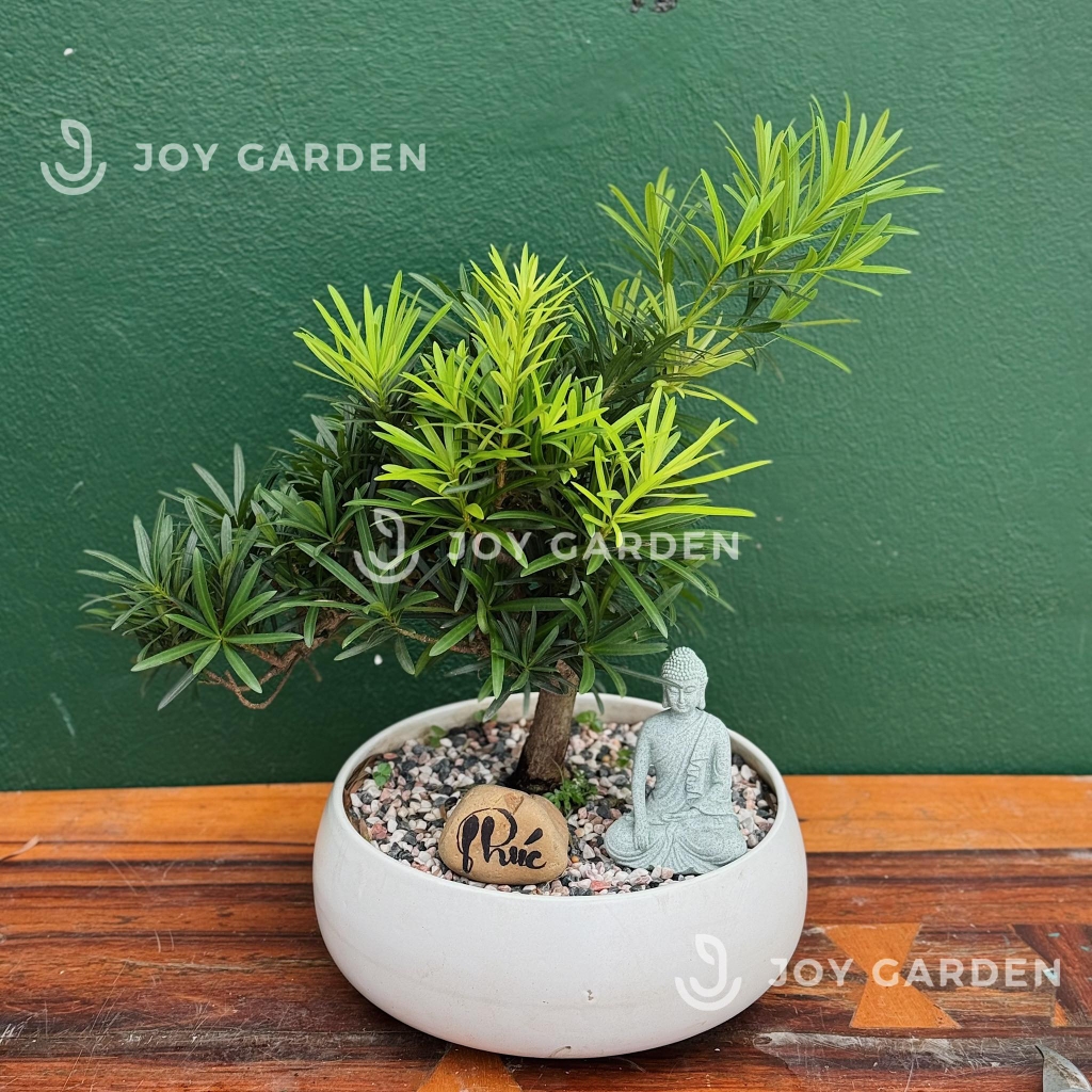 Tùng vạn niên Dáng Long [Chậu DL23]