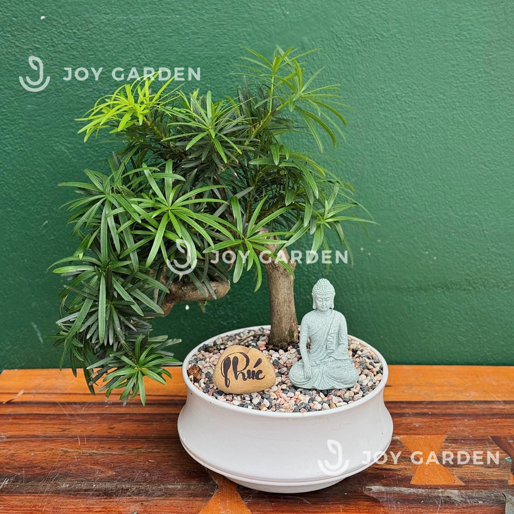 Tùng vạn niên Dáng Long [Chậu DL23]