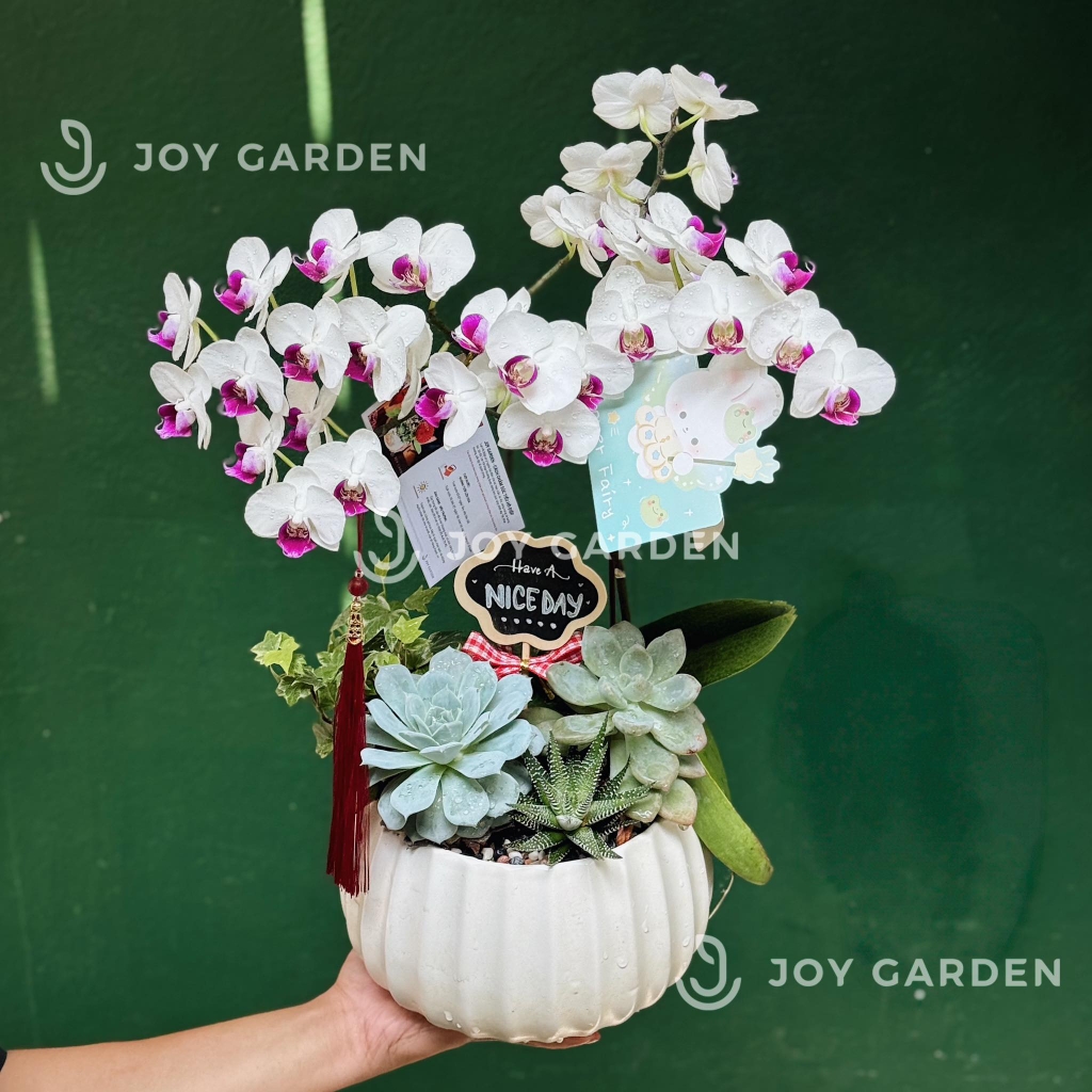 Tiểu Hồ điệp trắng [Chậu D18]