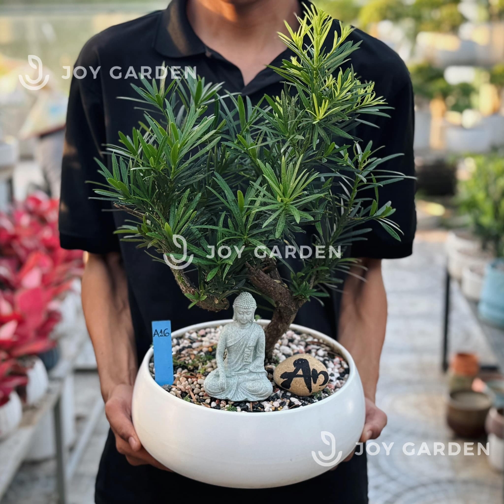 Tùng vạn niên Dáng Long [Chậu DL23]