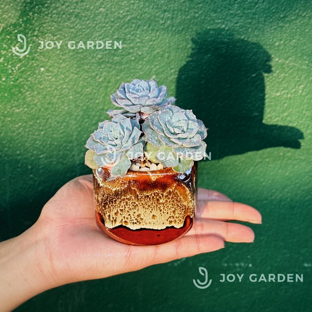 Sen đá [Chậu Mini hỏa biến]