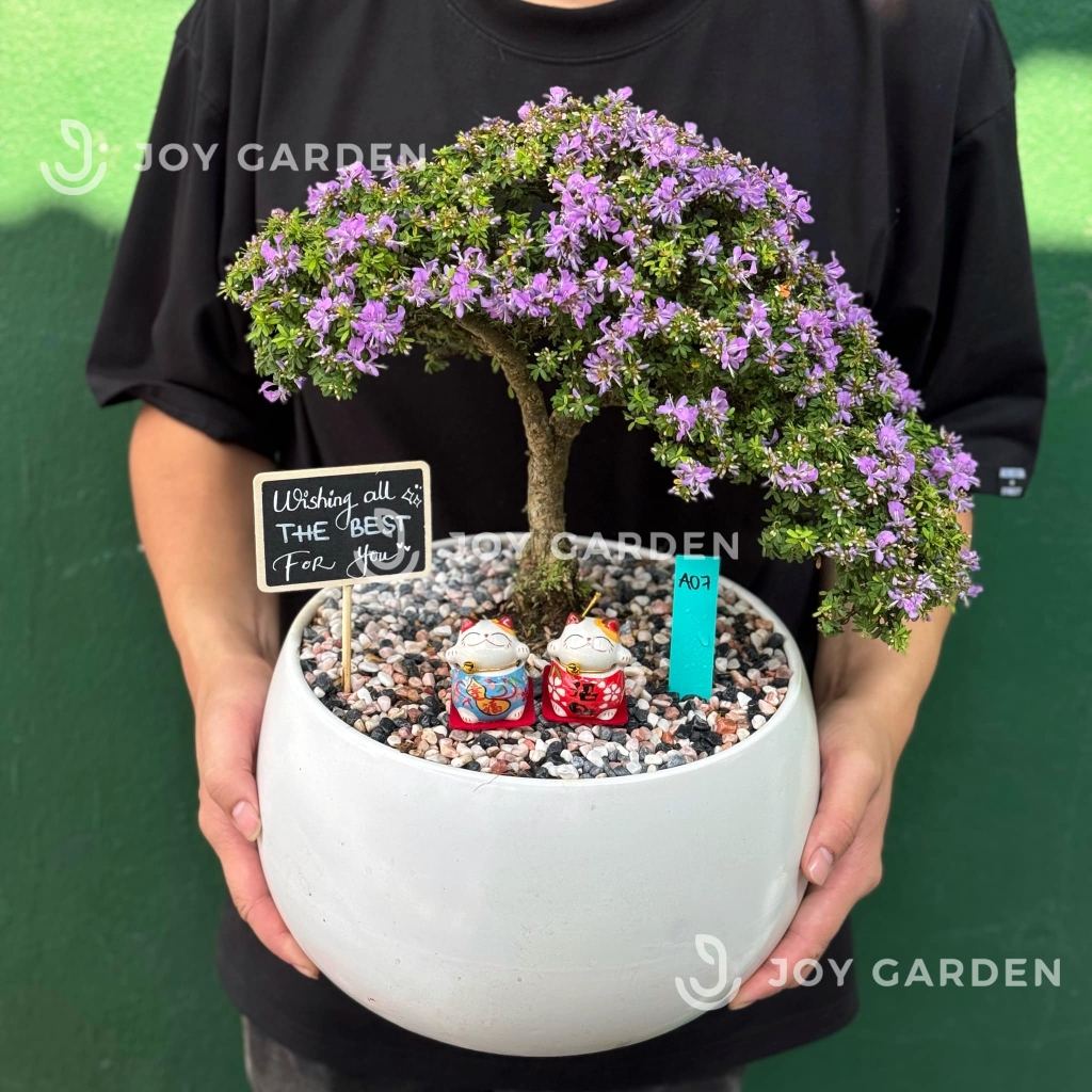 Linh sam hoa tím [Chậu D18]