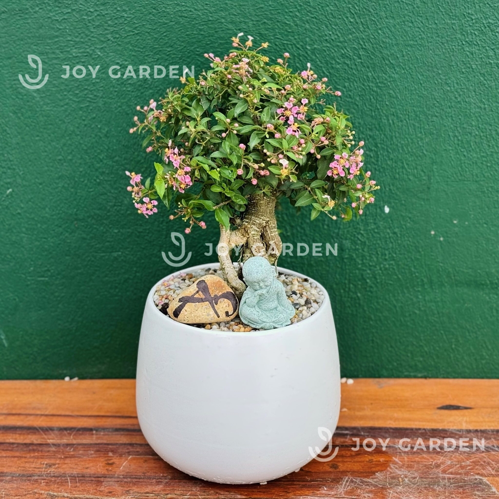 Hồng Ngọc Mai bonsai [Chậu L16]