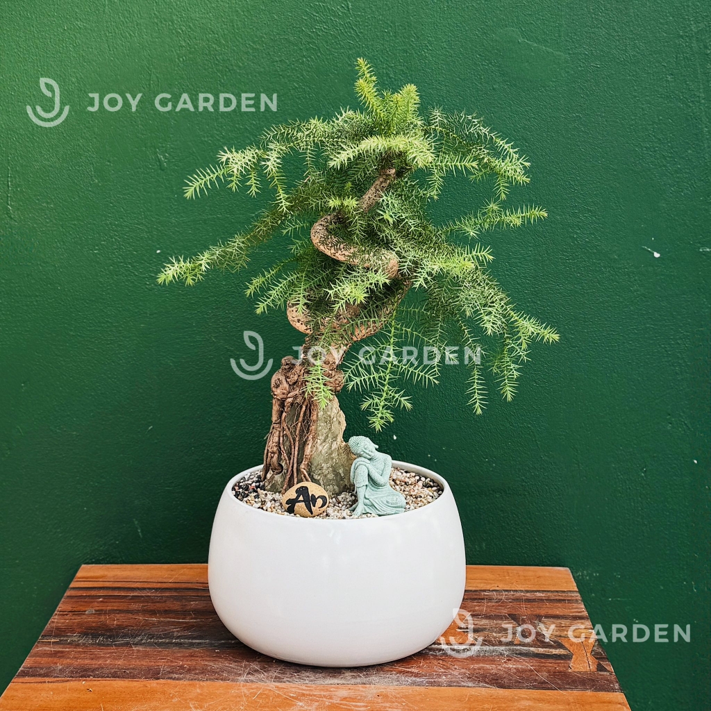 Chậu Hạt Dẻ (D30H22)