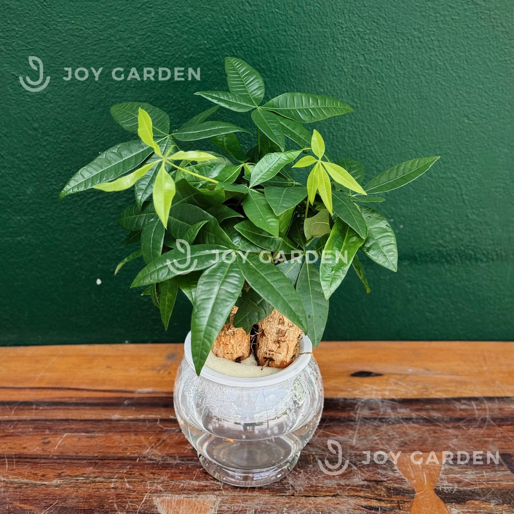 Kim ngân 3 củ thủy sinh