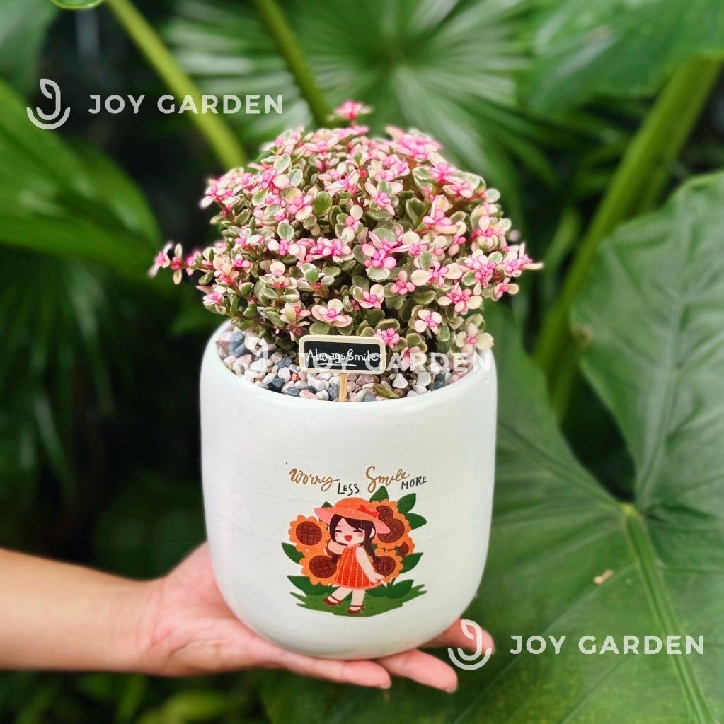 Đô la Sakura [Chậu C15]