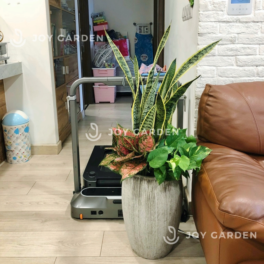 Set lọc không khí [Chậu xám nhỏ]