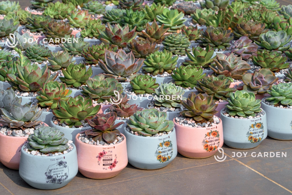 Sen đá [Chậu mini]