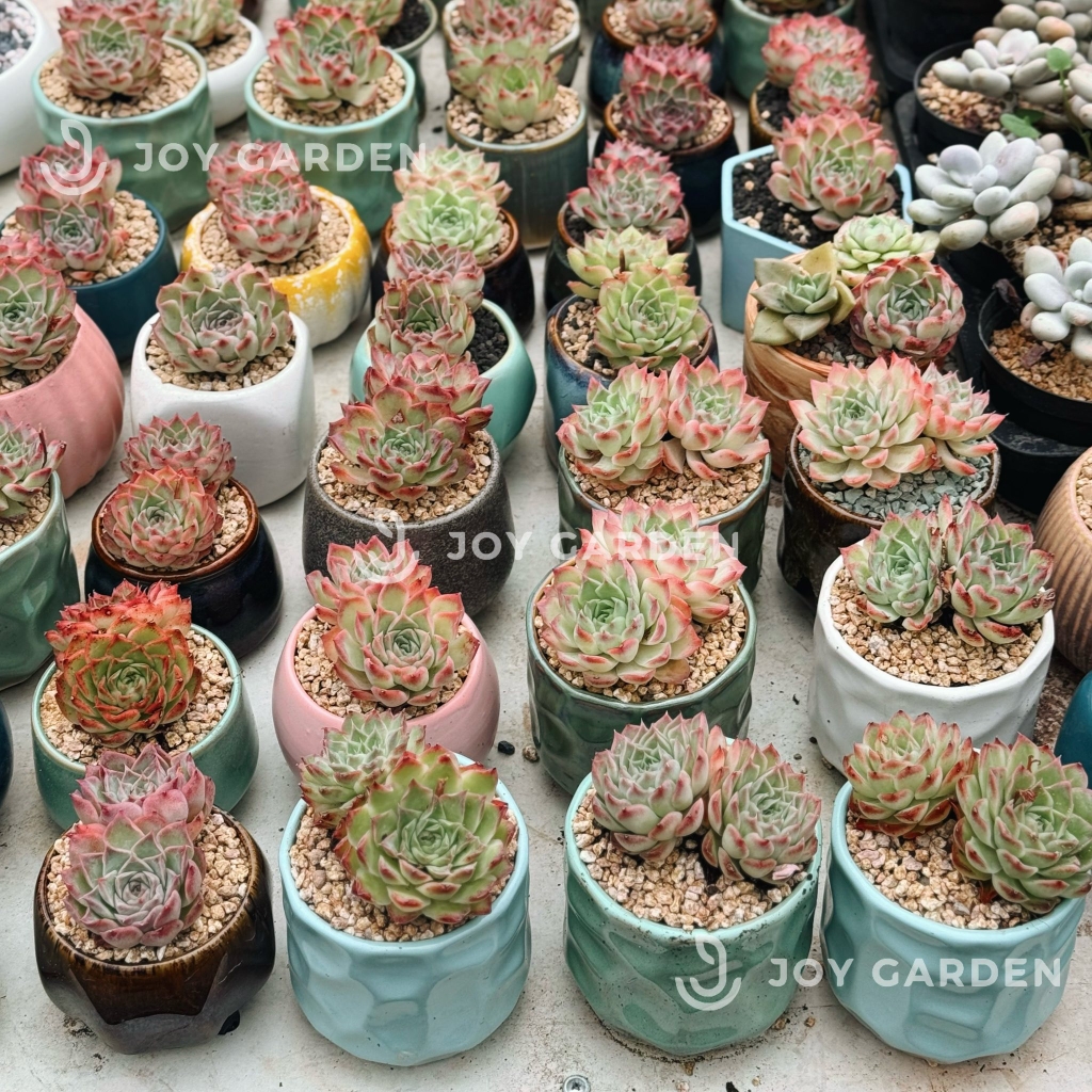 Sen đá Sao băng [Chậu Mini hoả biến]