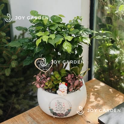 Hạnh phúc mix lá may mắn [Chậu D18]