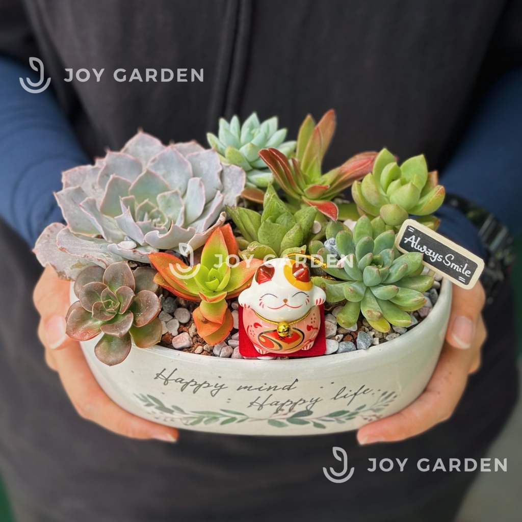 Sen đá mix [Chậu Oval]