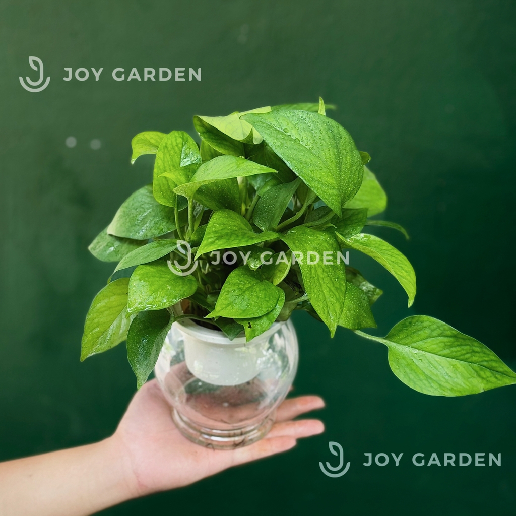 Trầu bà thủy sinh