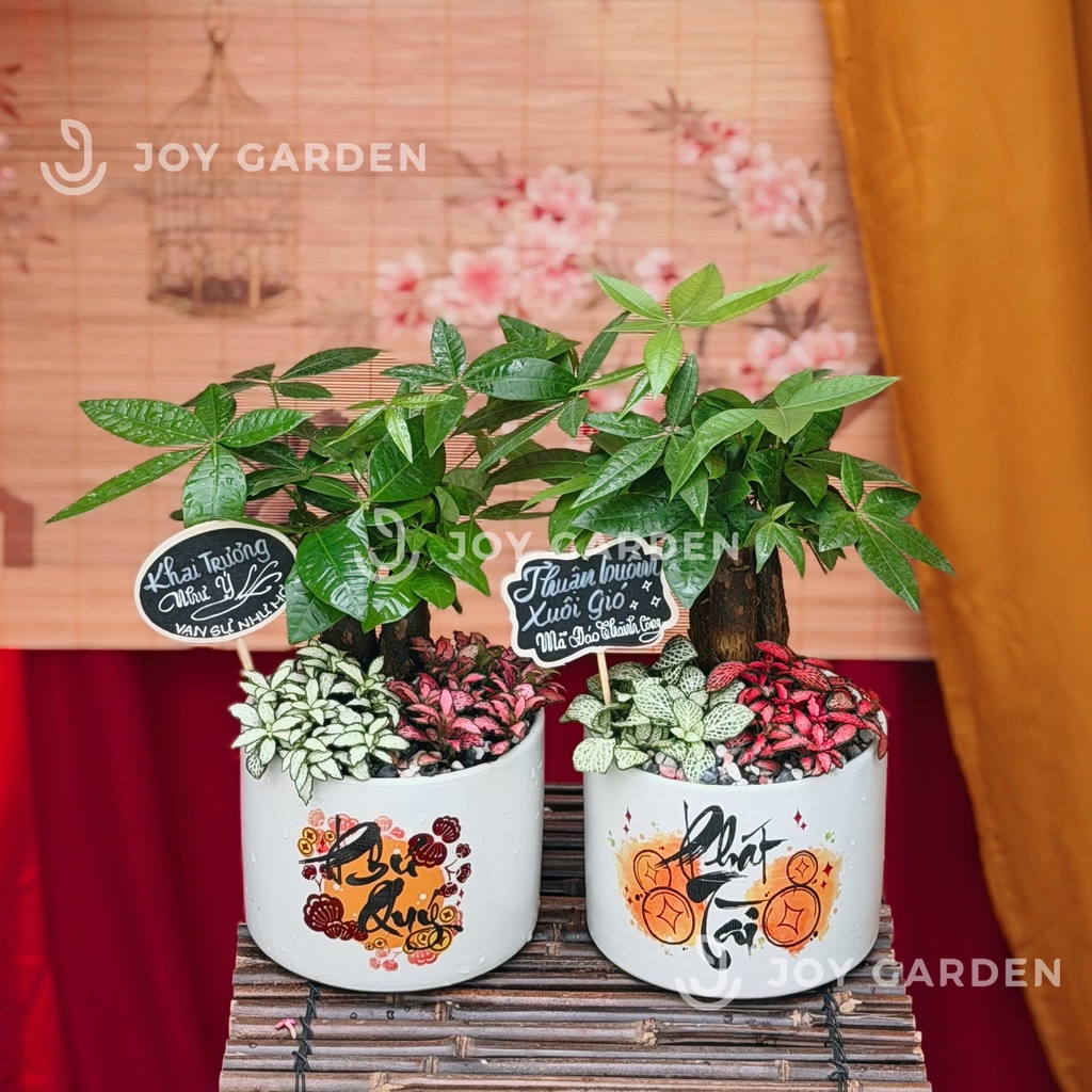 Kim ngân Phát Tài [Chậu T15]