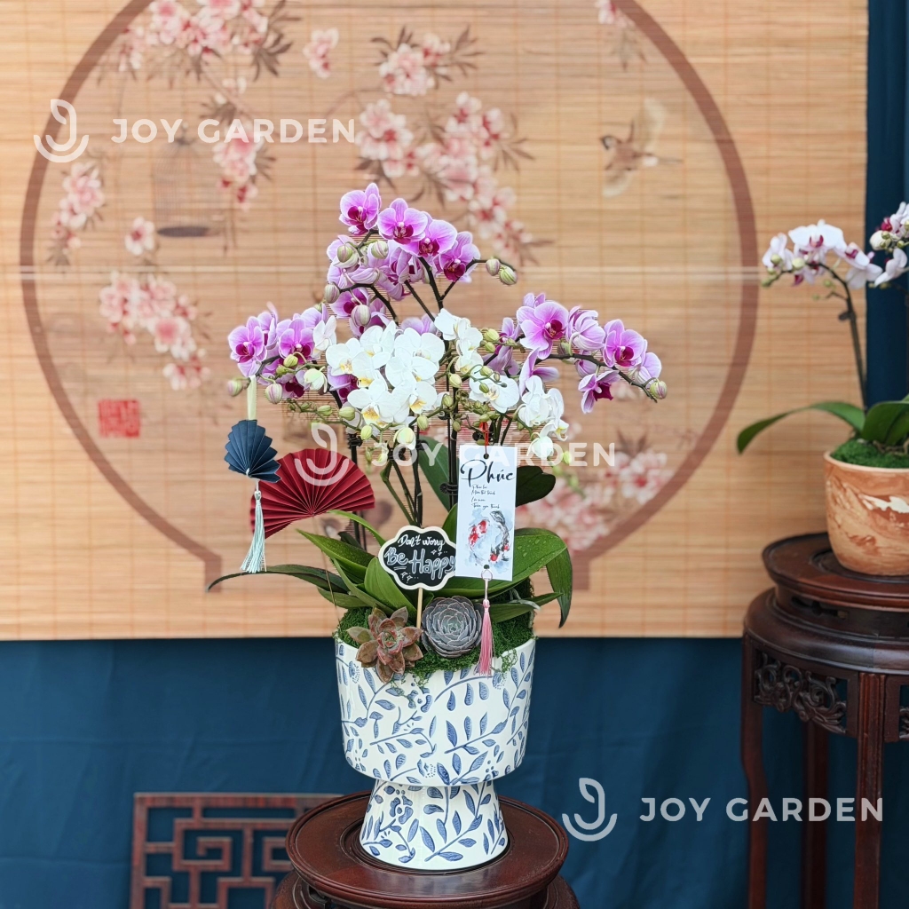 Lan hồ điệp Lam Nhã [lớn]