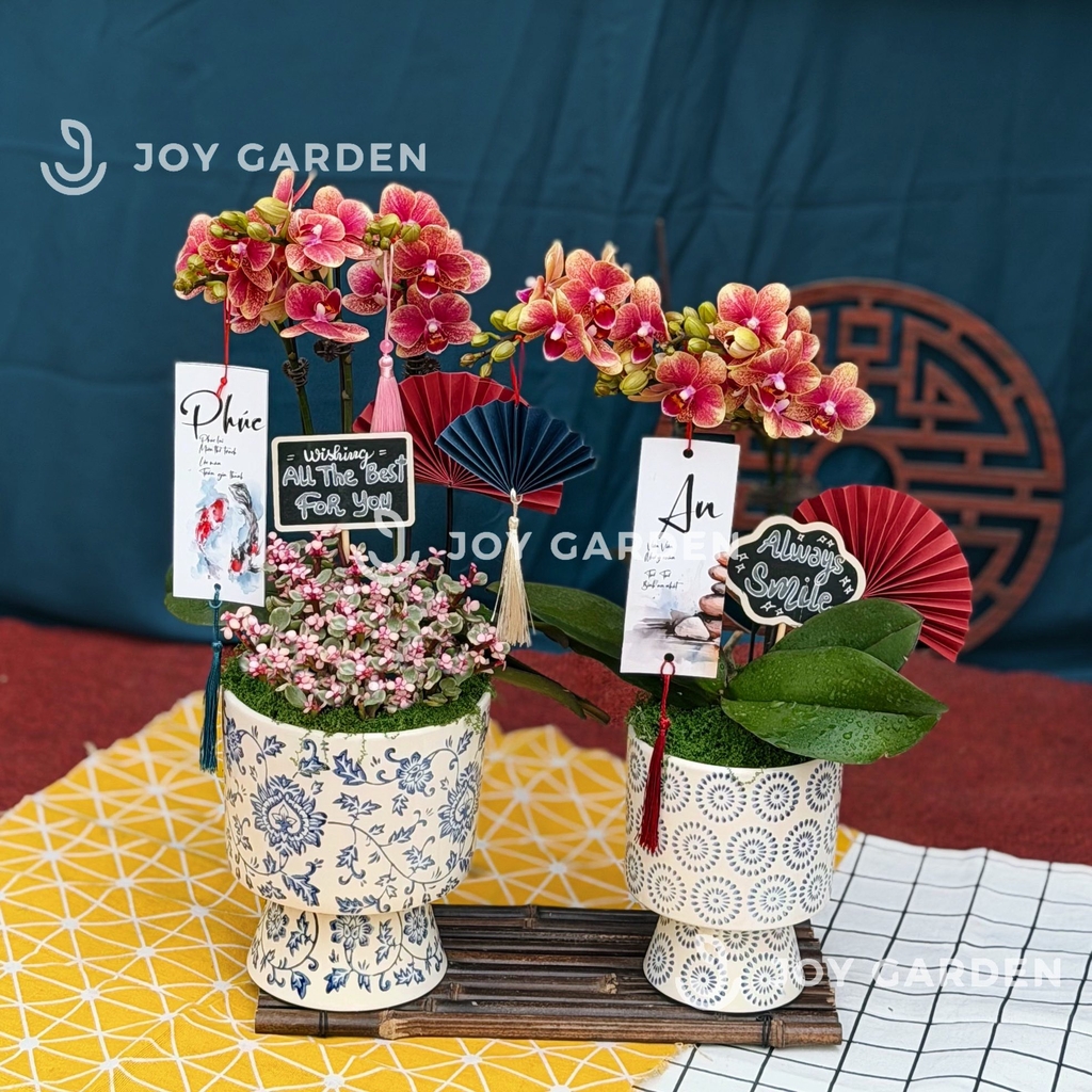 Lan hồ điệp Lam Nhã [nhỏ]